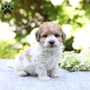 Rusty, Bich-Poo Puppy